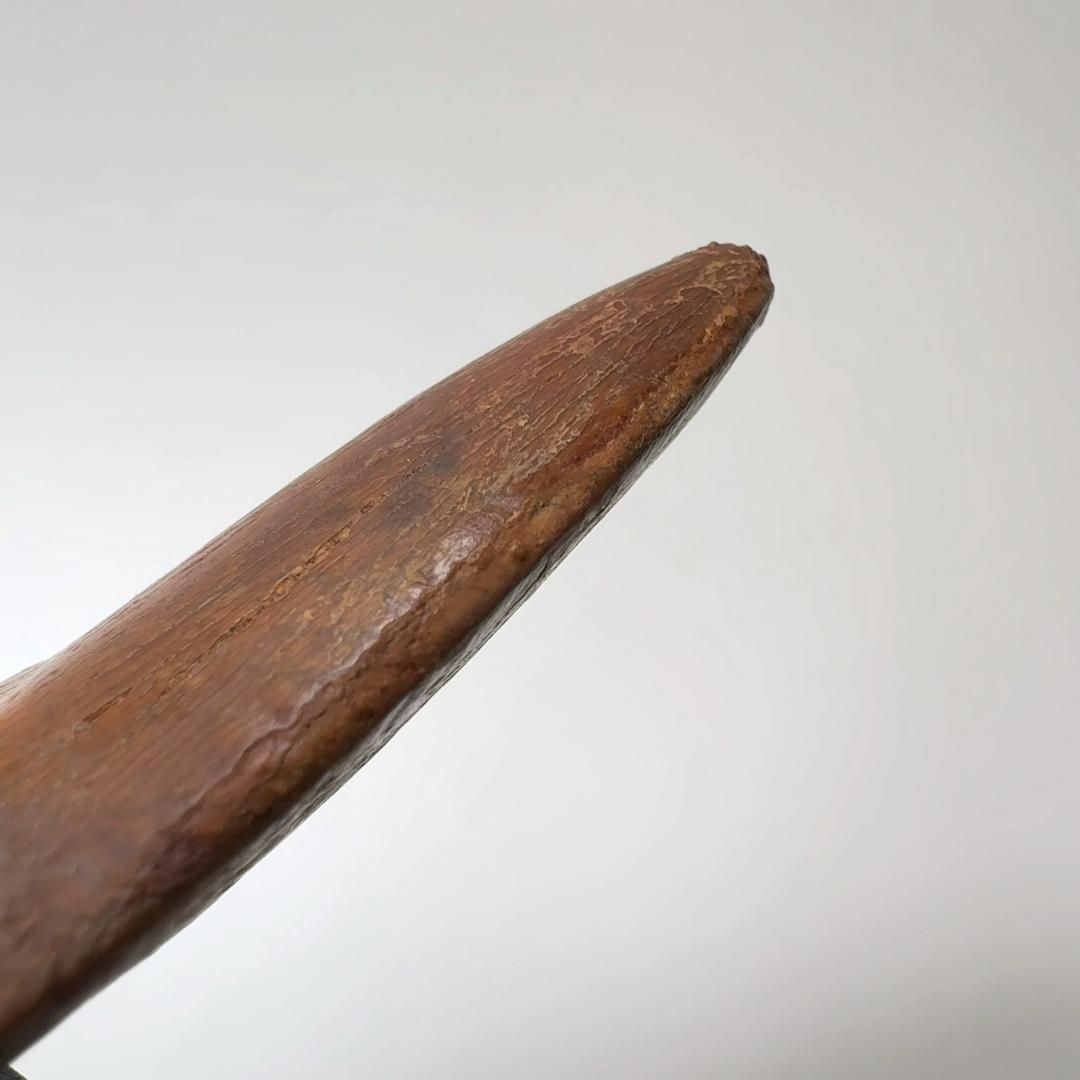 カルカロドントサウルス 歯化石 歯 化石 恐竜 化石標本 カルカロドント