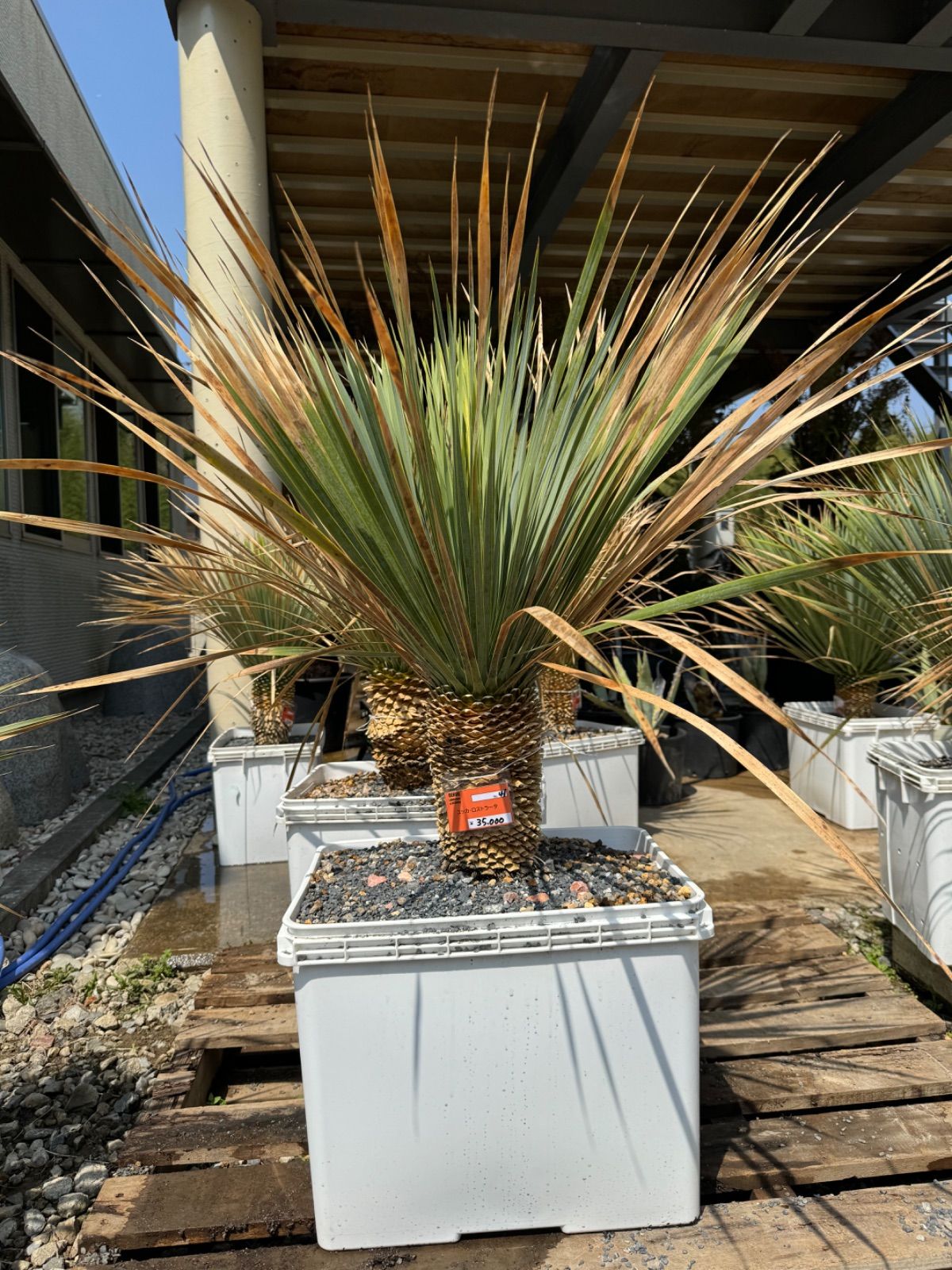 自然石八重花柄模様水鉢・向鉢・蹲 自然石八重花柄模様水鉢・向鉢・蹲