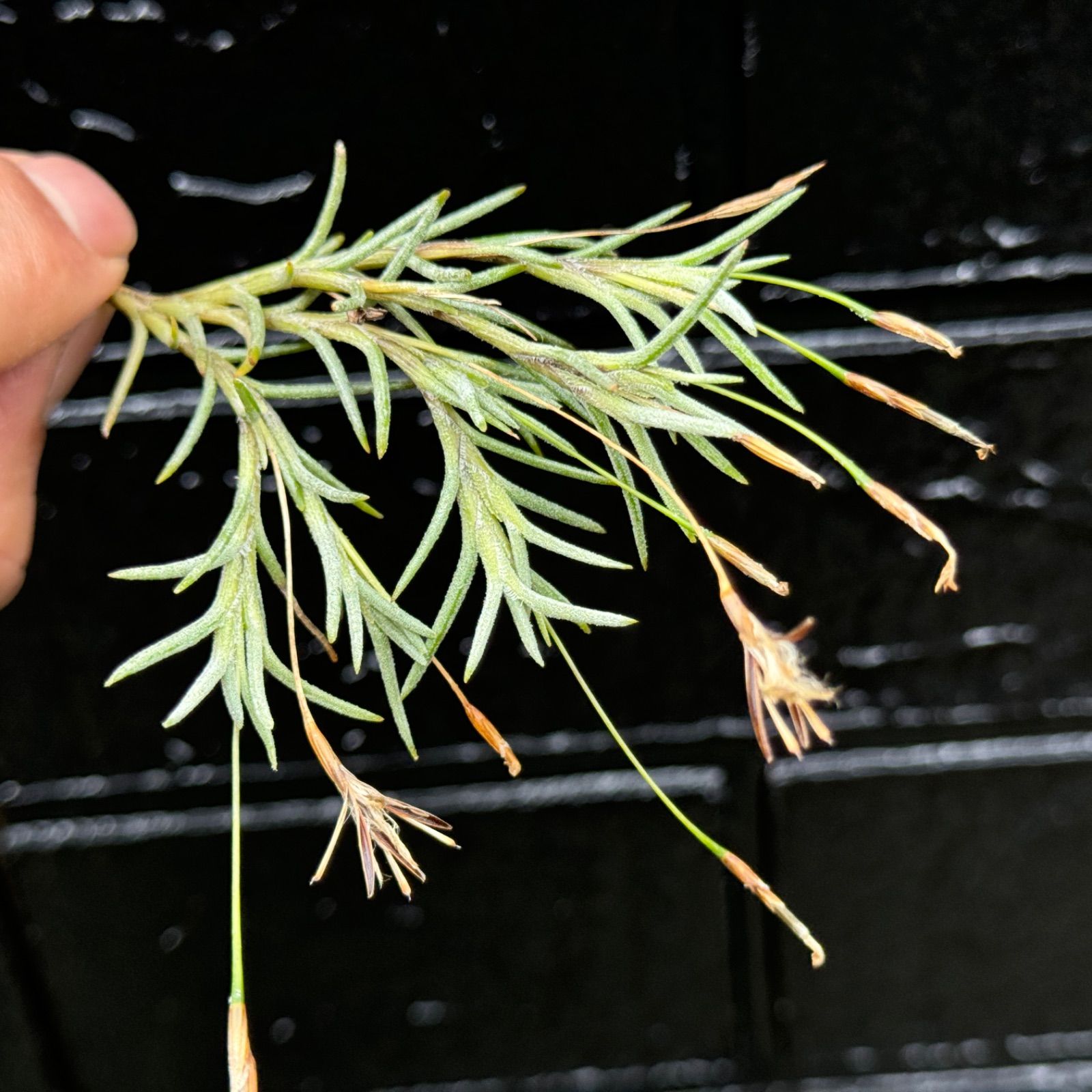 芳香花品種＊チランジア カピラリス Tillandsia capillaris＊エア