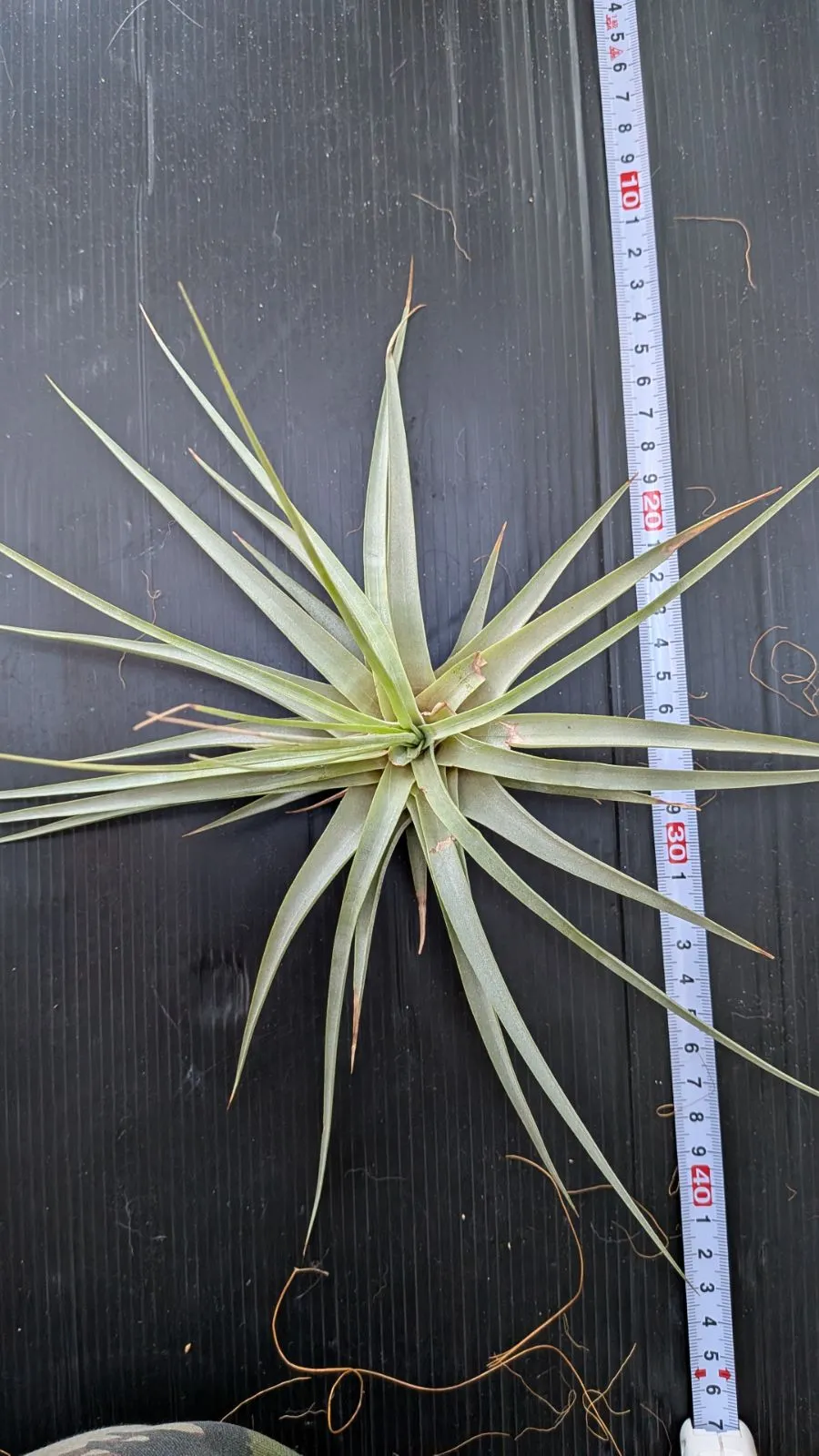 2025年最新】フリーセアの人気アイテム - メルカリ