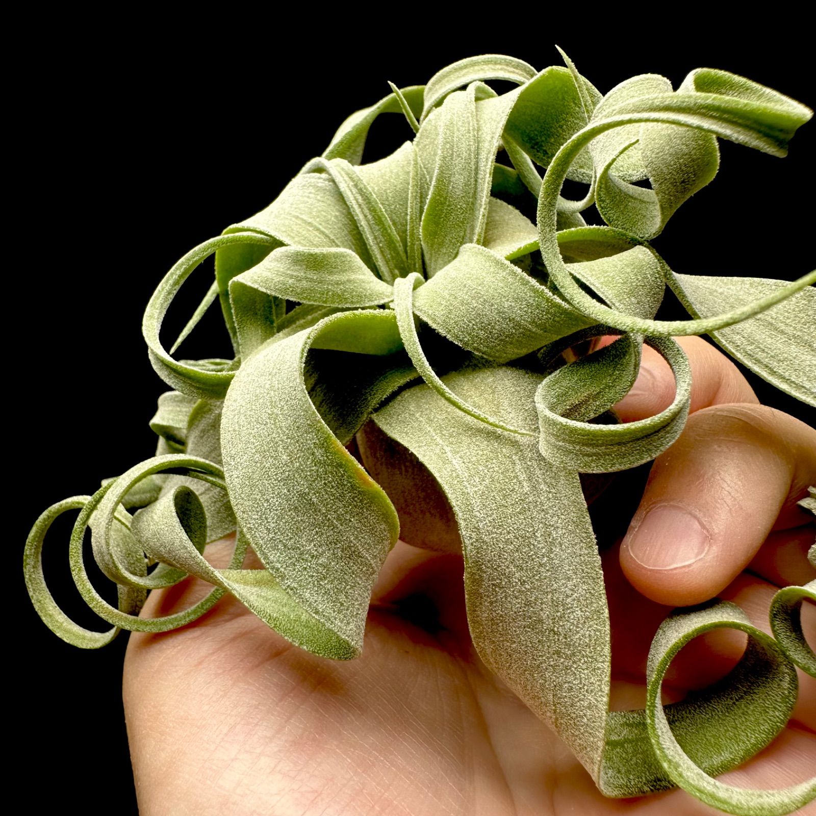 メルカリ人気No1】Tillandsia 'streptophylla' チランジア ストレプト