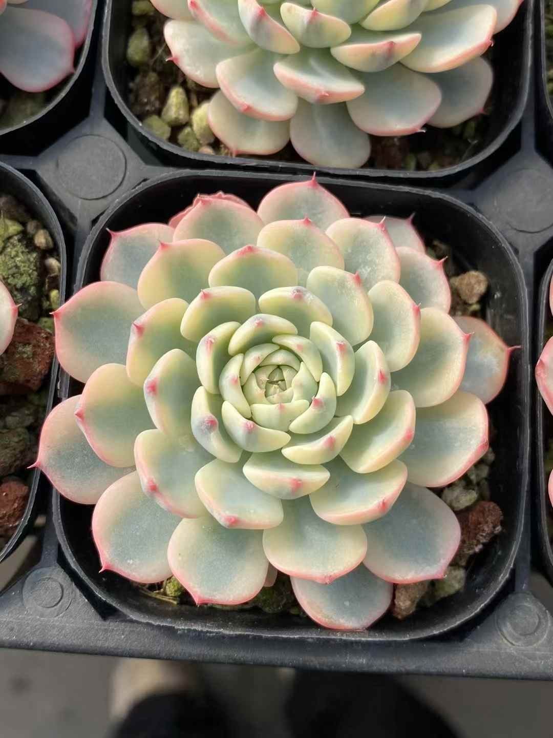 多肉植物 韓国苗　ブルーハイヒール 多肉植物 韓国苗 ブルーハイヒール 記録】 #今朝多肉_kei #ブルー