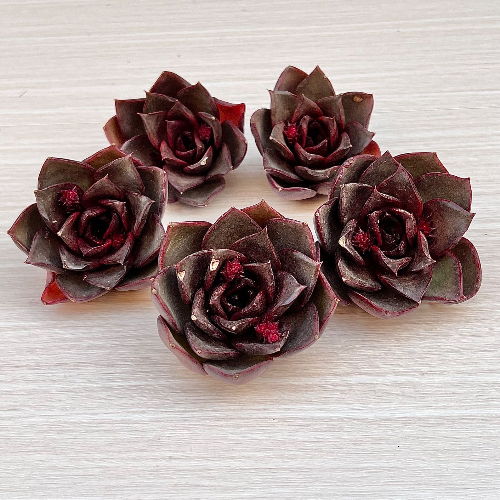 多肉植物 レッドローズ 韓国苗 - メルカリ