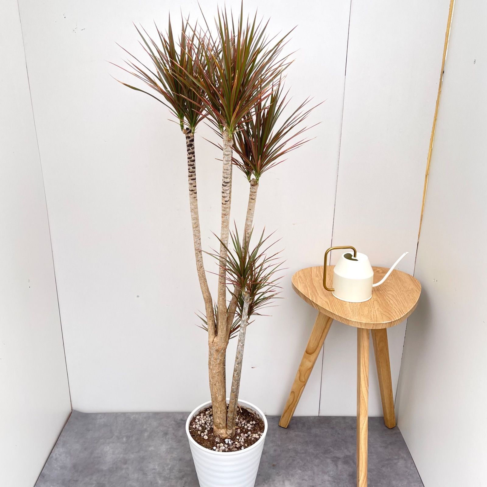 現品　ドラセナ　コンシンネ　レインボー　33番　観葉植物　特大　インテリア　室内 現品 ドラセナ コンシンネ レインボー 33番 観葉植物 特大 インテリア