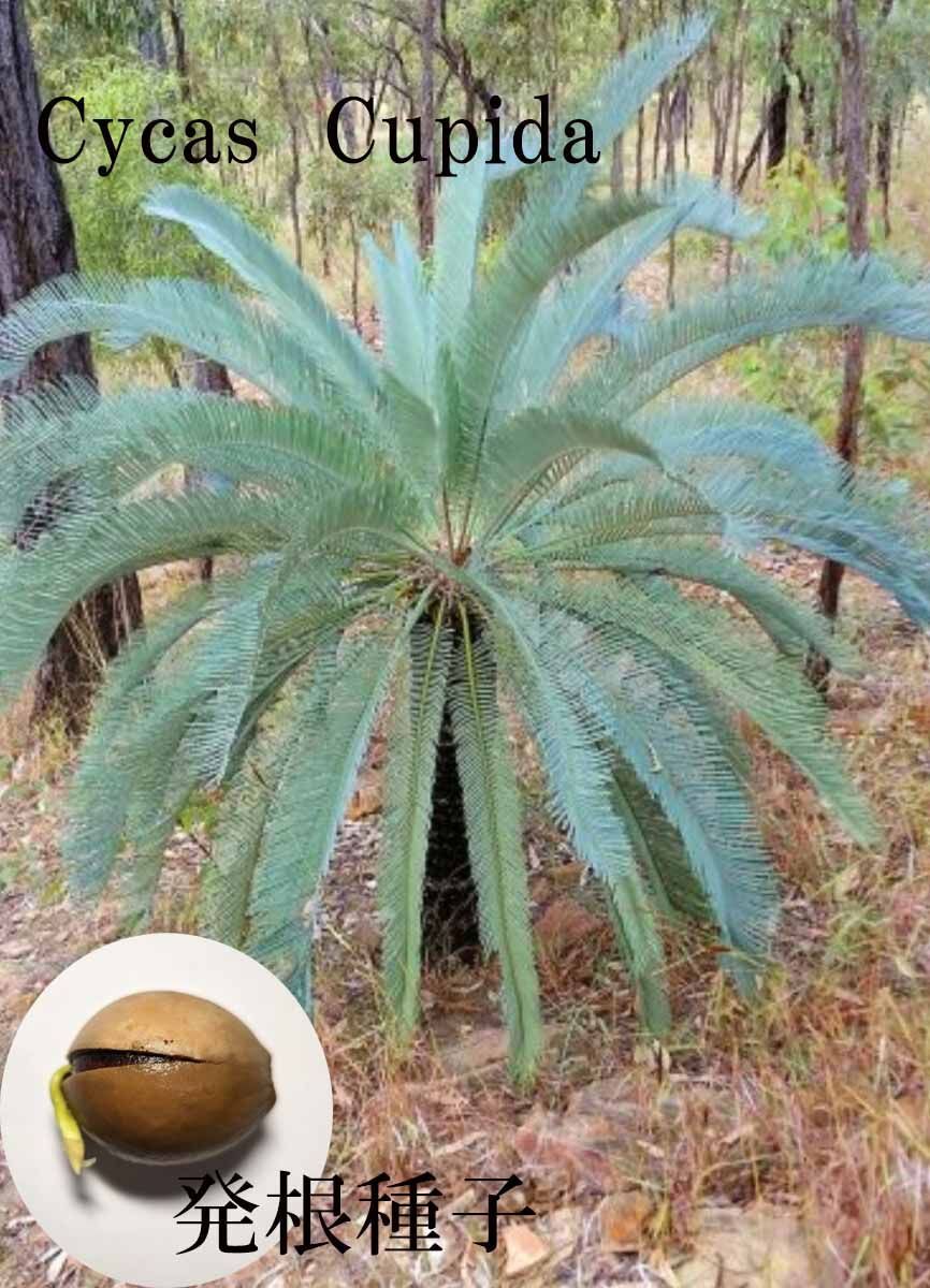 【希少】Cycas calcicola サイカス　カルキコラ Cycas_calcicola_25392_m.jpg