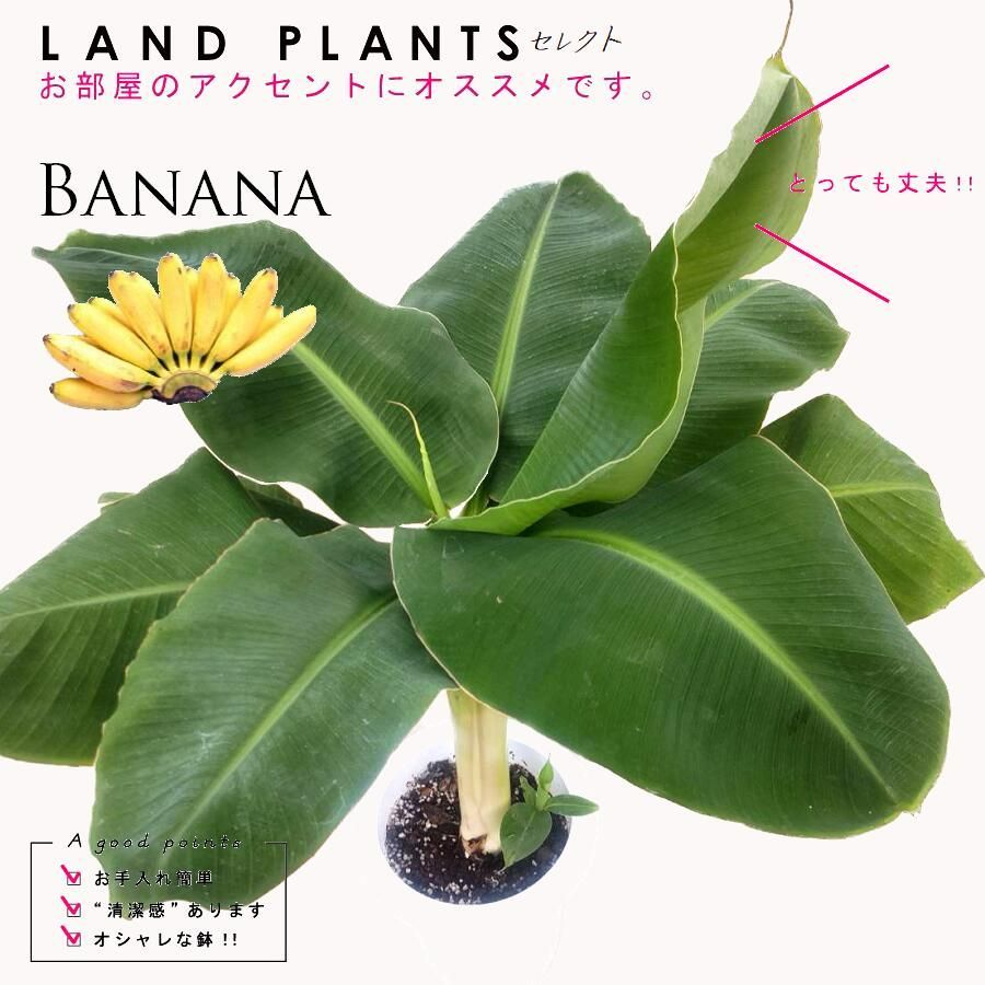 バナナ ドワーフ モンキー 7号 白色 プラスチック鉢 モンキーバナナ ドワーフバナナ バナナの木 Banana