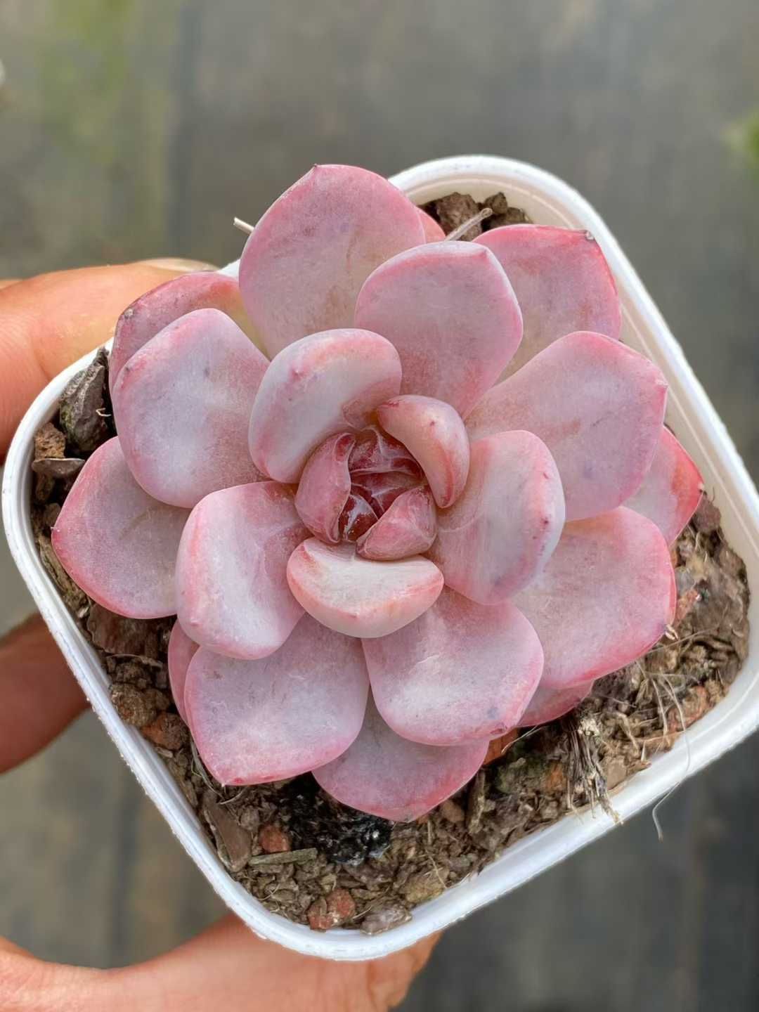 50株の抜き苗セット】スタージェニー 多肉植物 佐川急便発送