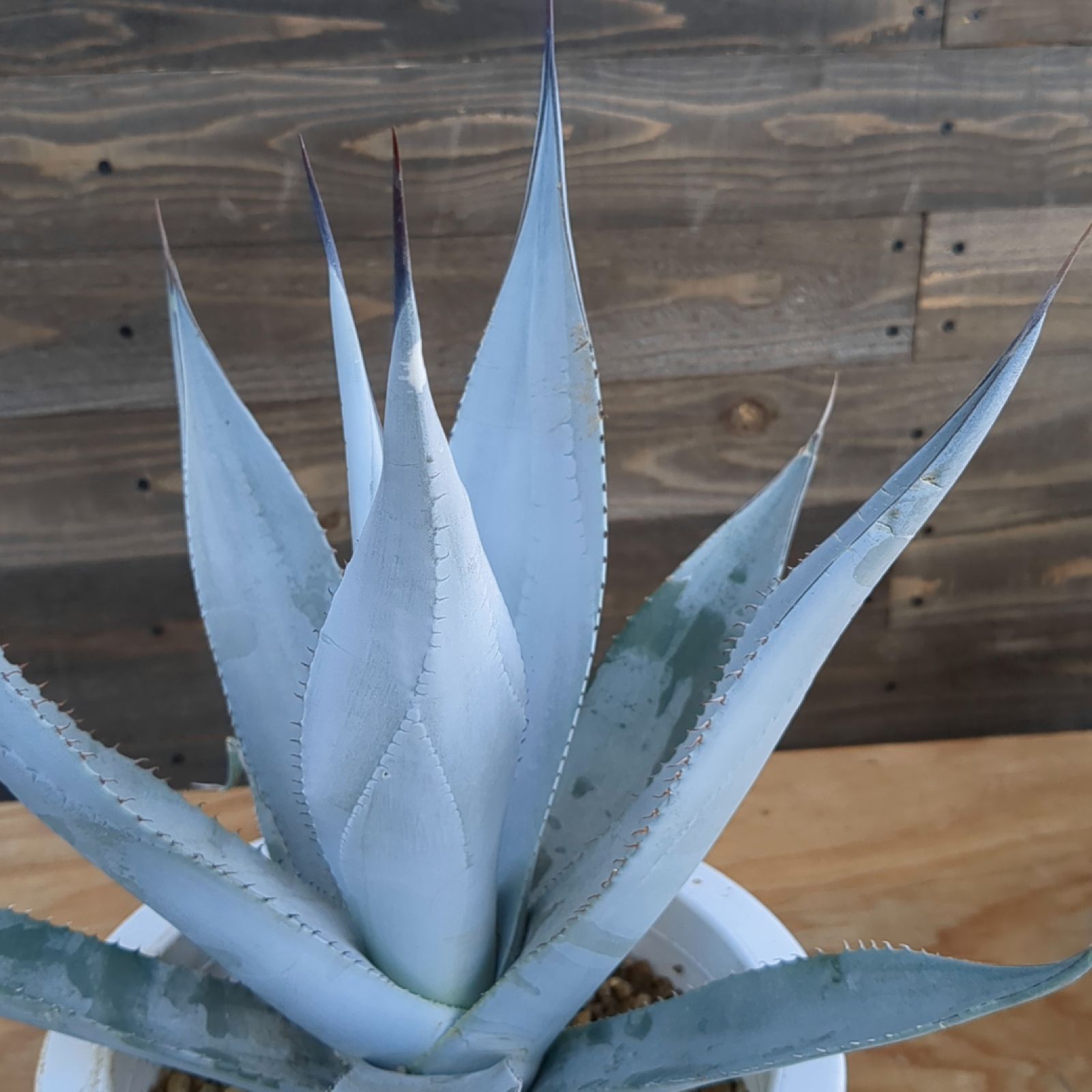 アガベ デザーティ【現品】早いもの勝ち 鉢のまま発送 - メルカリ