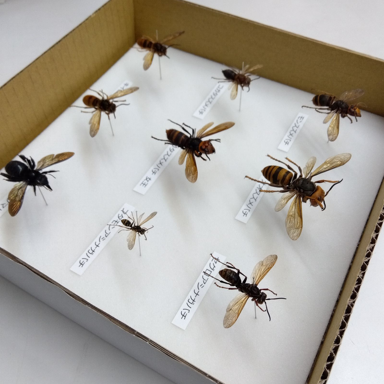昆虫サンプル　コガタスズメバチ　80匹　in アルコール35％ 2025年最新】Yahoo!オークション -スズメバチ(ペット、生き物)の