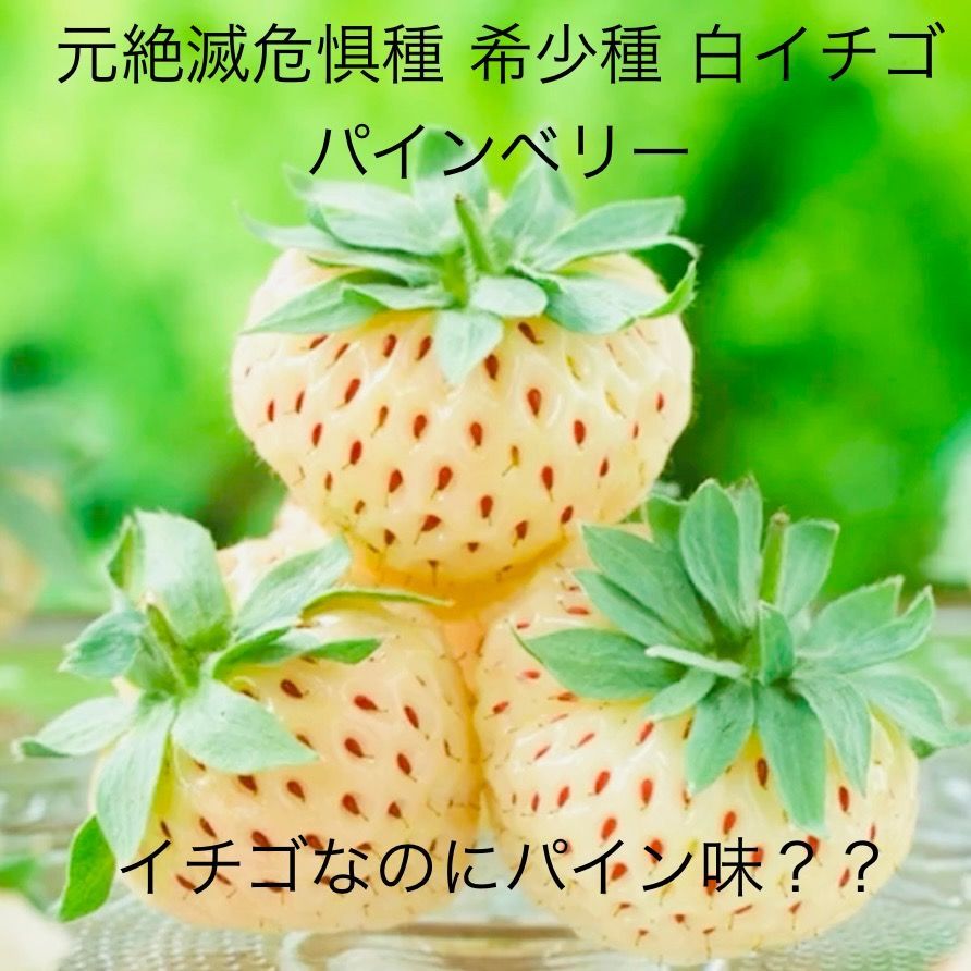 レア品種 パイン風味の白いちご パインベリー 2苗セット（3号）果物苗