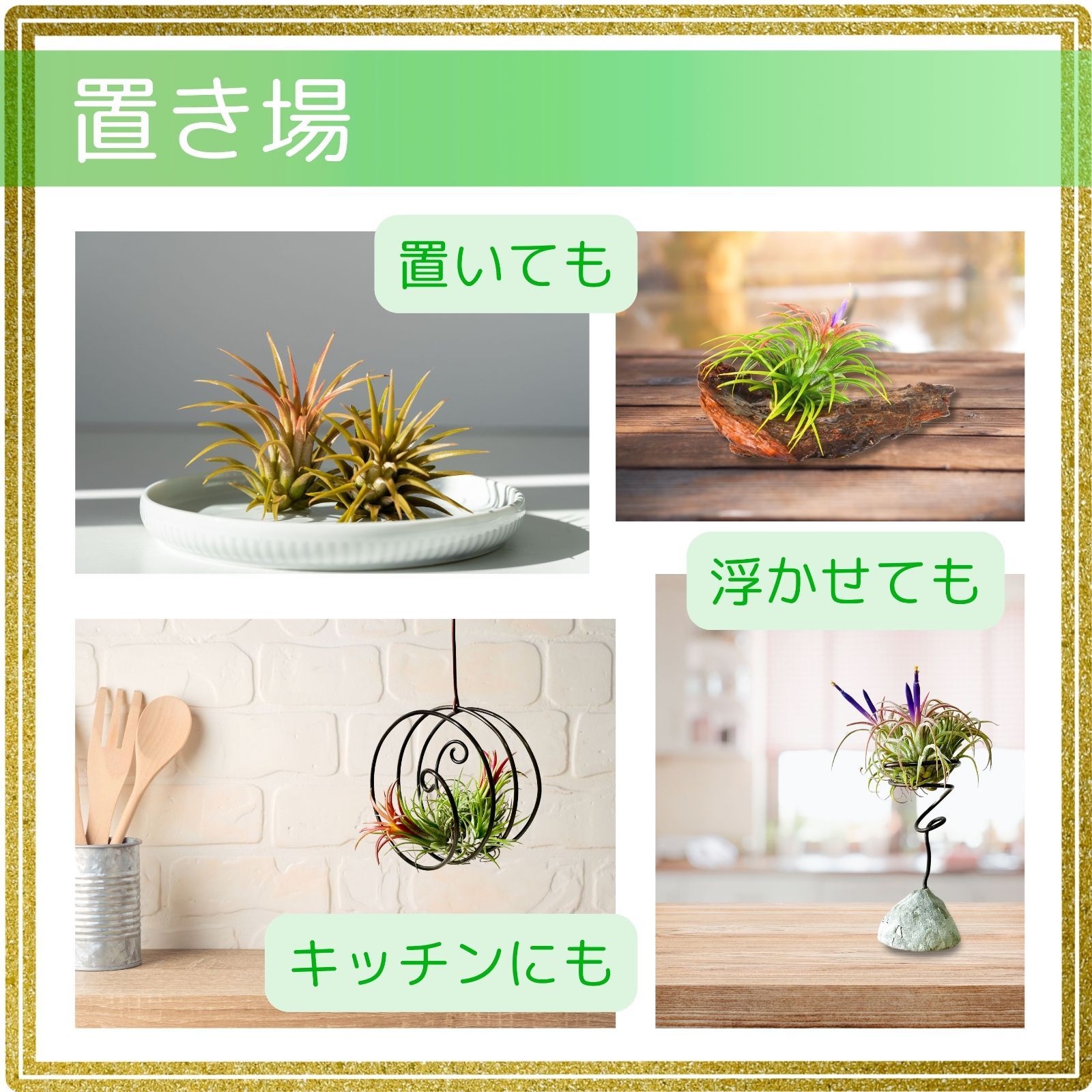 チランジア ロイテリ② (メルカリ便にてお届けします) チランジア ロイテリ② (メルカリ便にてお届けします)