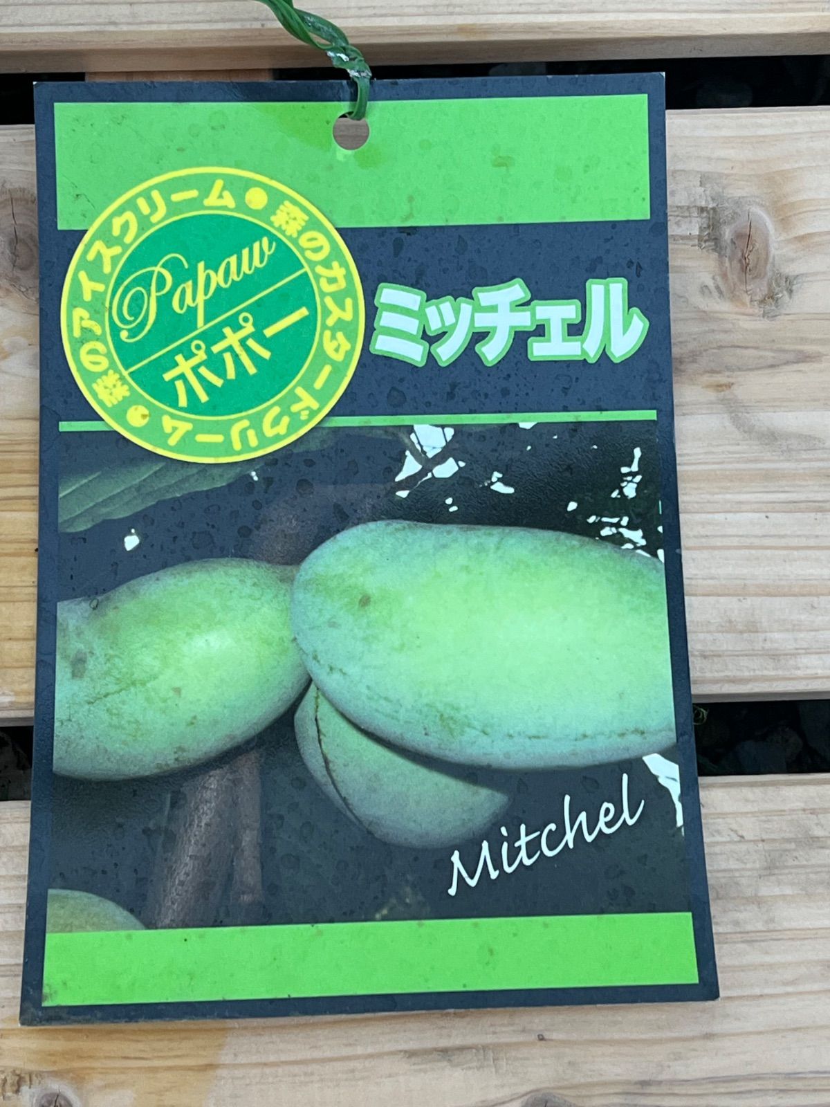 ポポー苗