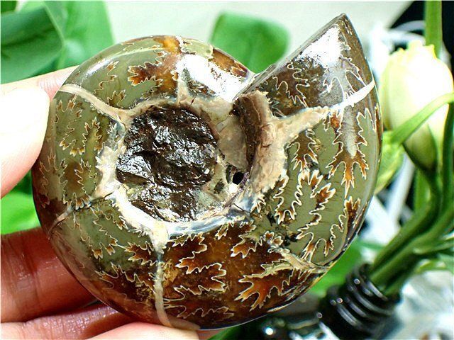 ☆貴重－アンモナイト縫合線オパール化石標本B85U3/78U39C