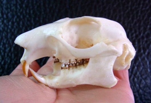 ムササビ flying squirrele 頭骨 - メルカリ