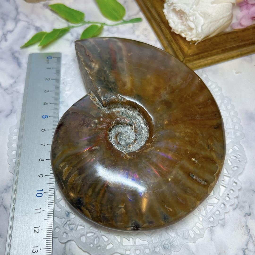 E9487】レッドファイヤー＊アンモナイト＊化石＊マダガスカル＊化石＊