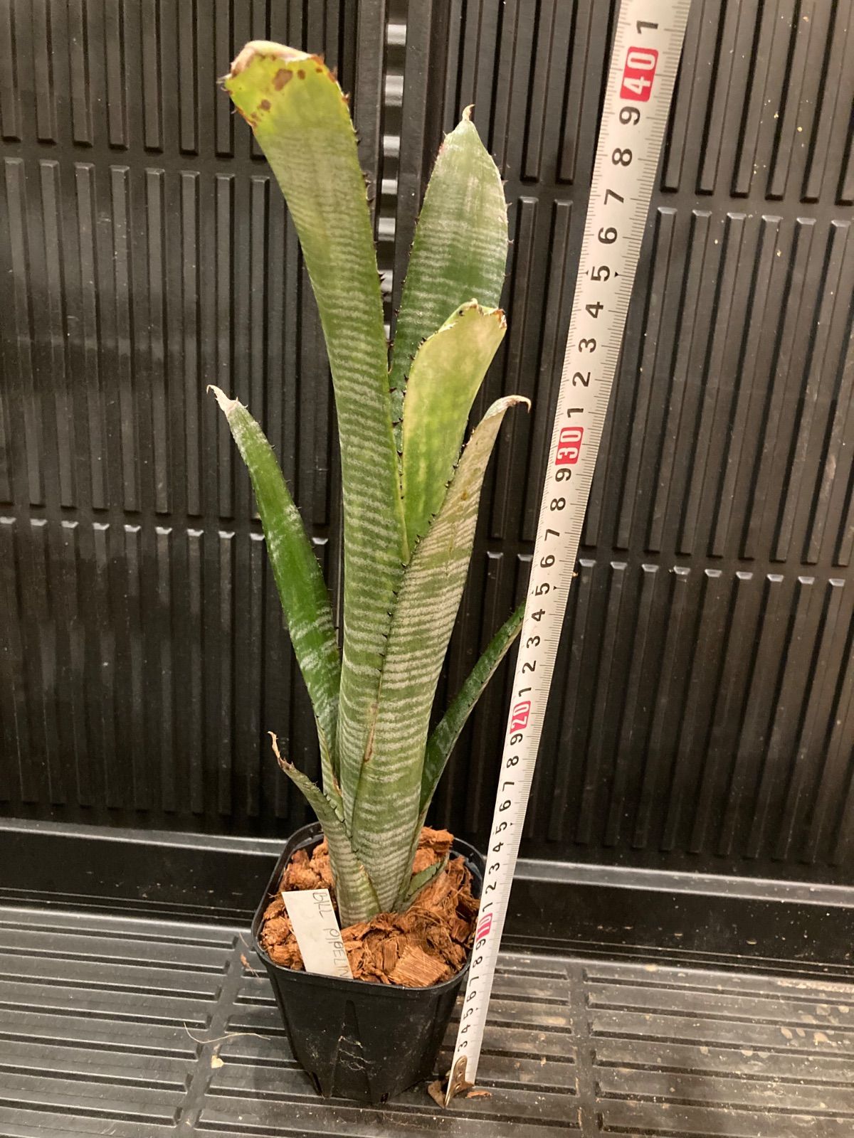 ビルベルギア Billbergia 'Pipeline' Billbergia 'Pipeline' (開花株