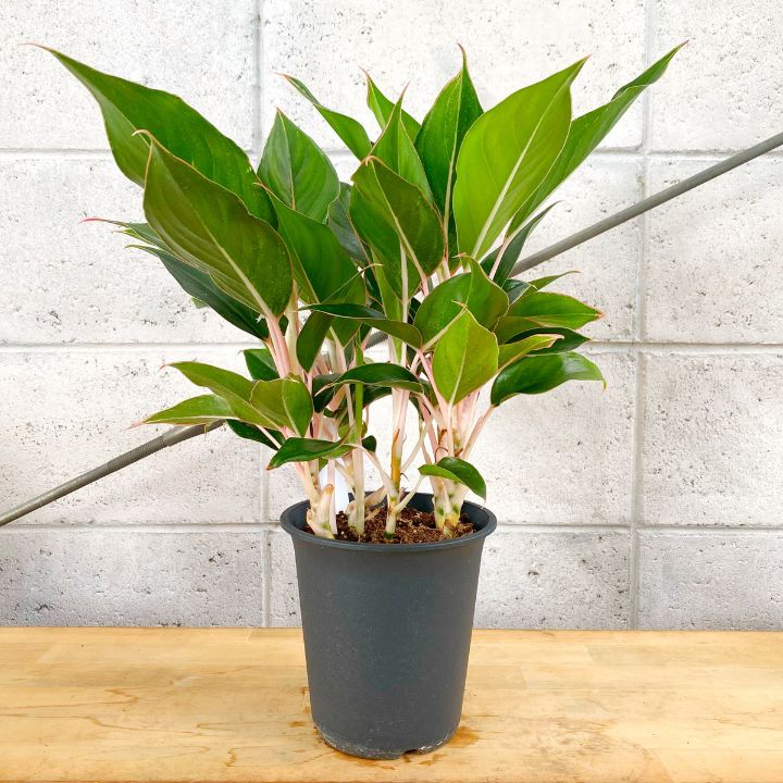 限定1鉢】アグラオネマ ブルーゴールド 5号 プラ鉢 - メルカリ