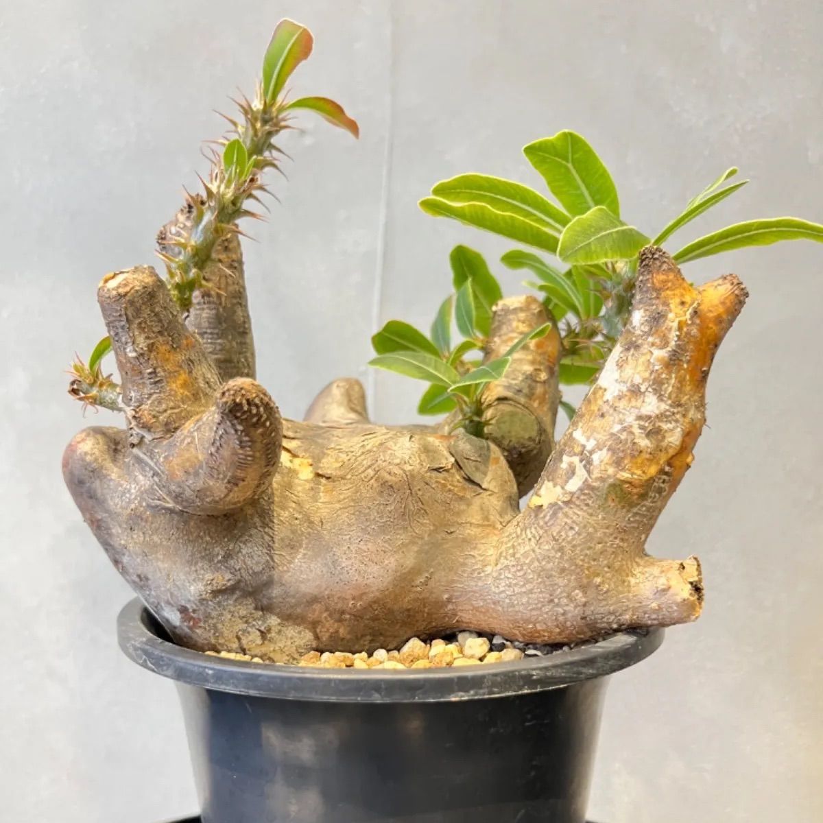 パキポディウム マカイエンセ （扁平、現地株、発根済、鉢ごと発送