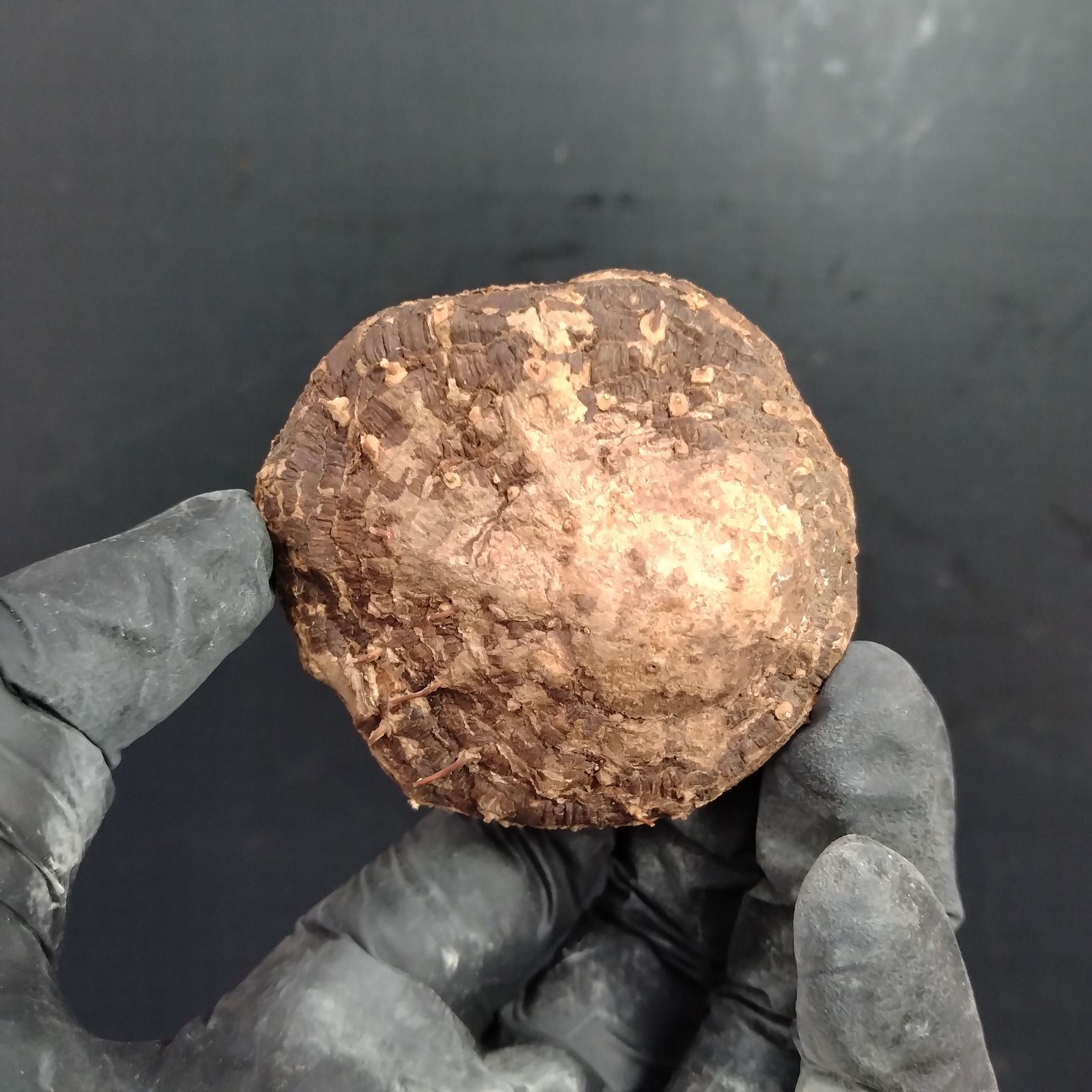 ユ*カ様 メキシコ亀甲竜（９Aラベル）　塊根植物　珍奇植物　ディオスコレア・メキ 亀甲竜（極上美品）🐢 #discoreaelephantipes #亀甲竜 #caudex