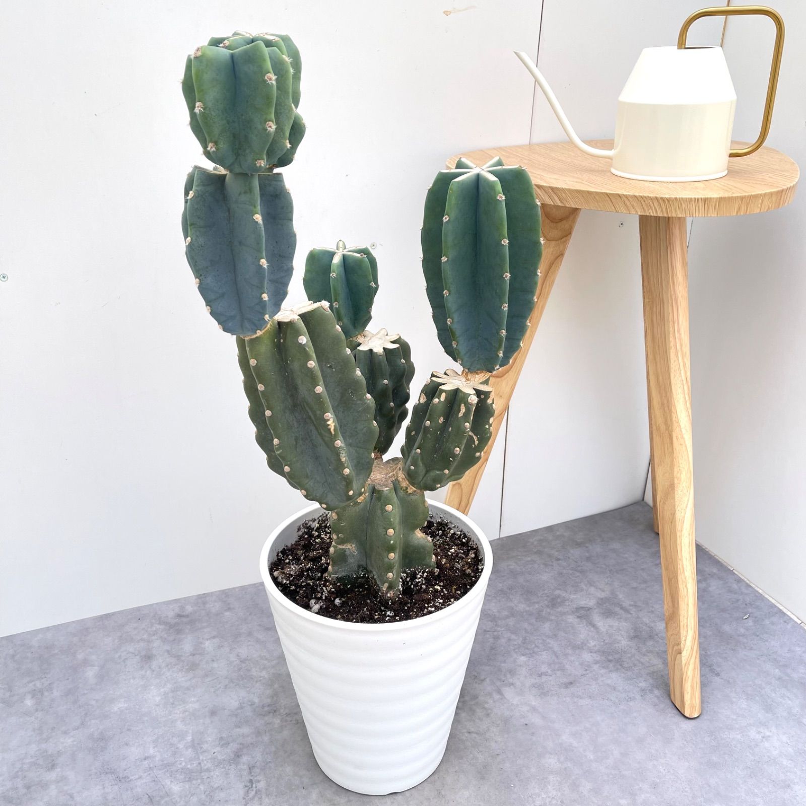 柱サボテン ブランチ 26【現品】観葉植物 室内 ドライガーデン