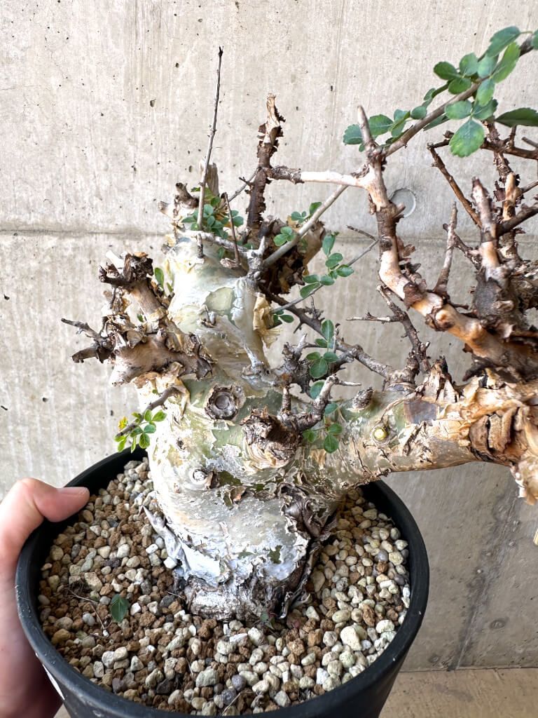 ペラルゴニウム ミラビレ(大株良型)枝振り枝密度最高、微発根