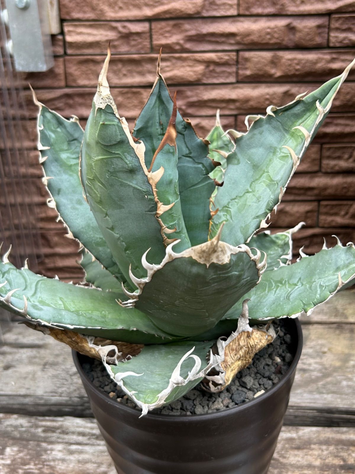 強刺台湾ゴジラ 激締り コンパクト チタノタ 強刺台湾ゴジラ 激締り コンパクト チタノタ 強刺台湾ゴジラ 激締り