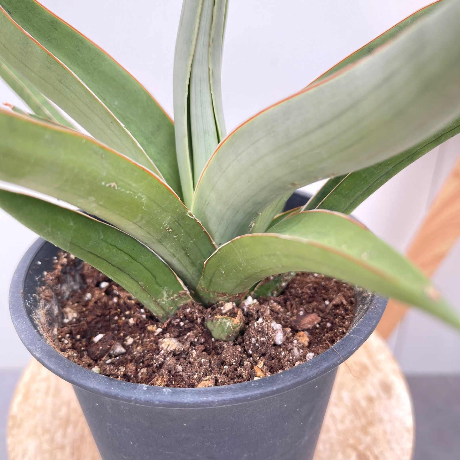 希少】 サンスベリア ダンシングドラゴン サンスベリア ダンシング