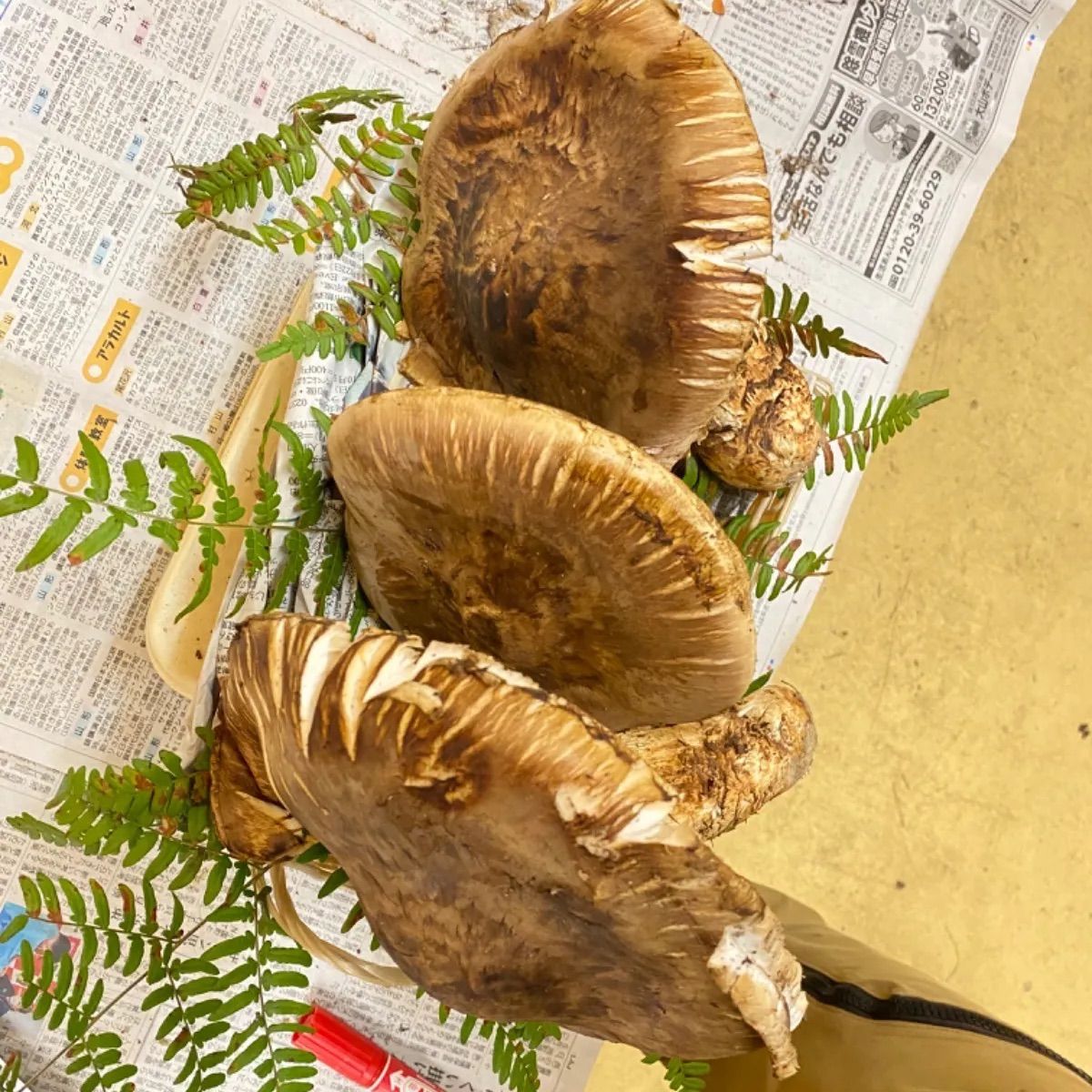 巨大3本1kg】山形県産 松茸 ご家庭用 - メルカリ