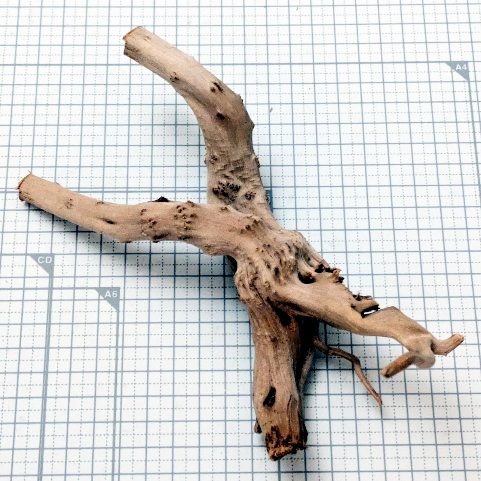 ADAブランチウッド3本　中古 ADAブランチウッド3本 中古 - メルカリ