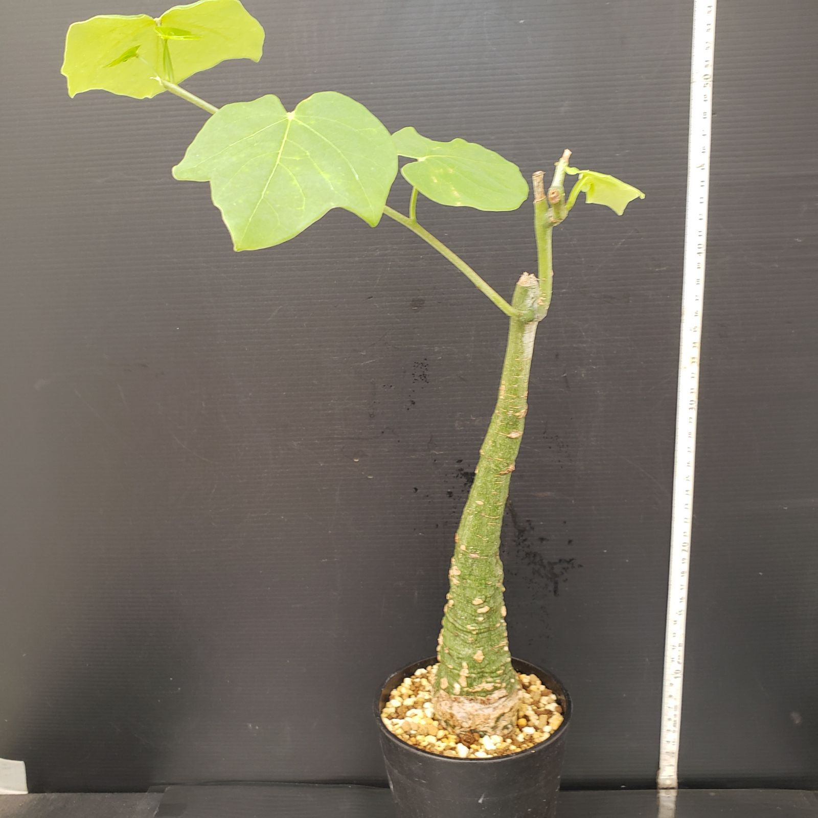 T408【自社養生株】アデニア クリスタルグリーン（現地球・発根株