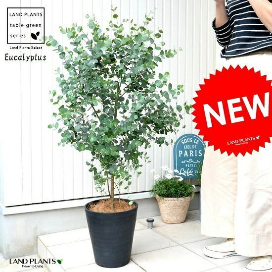 ユーカリ シルバードロップ ウサギテラコッタ鉢植え 苗 苗木