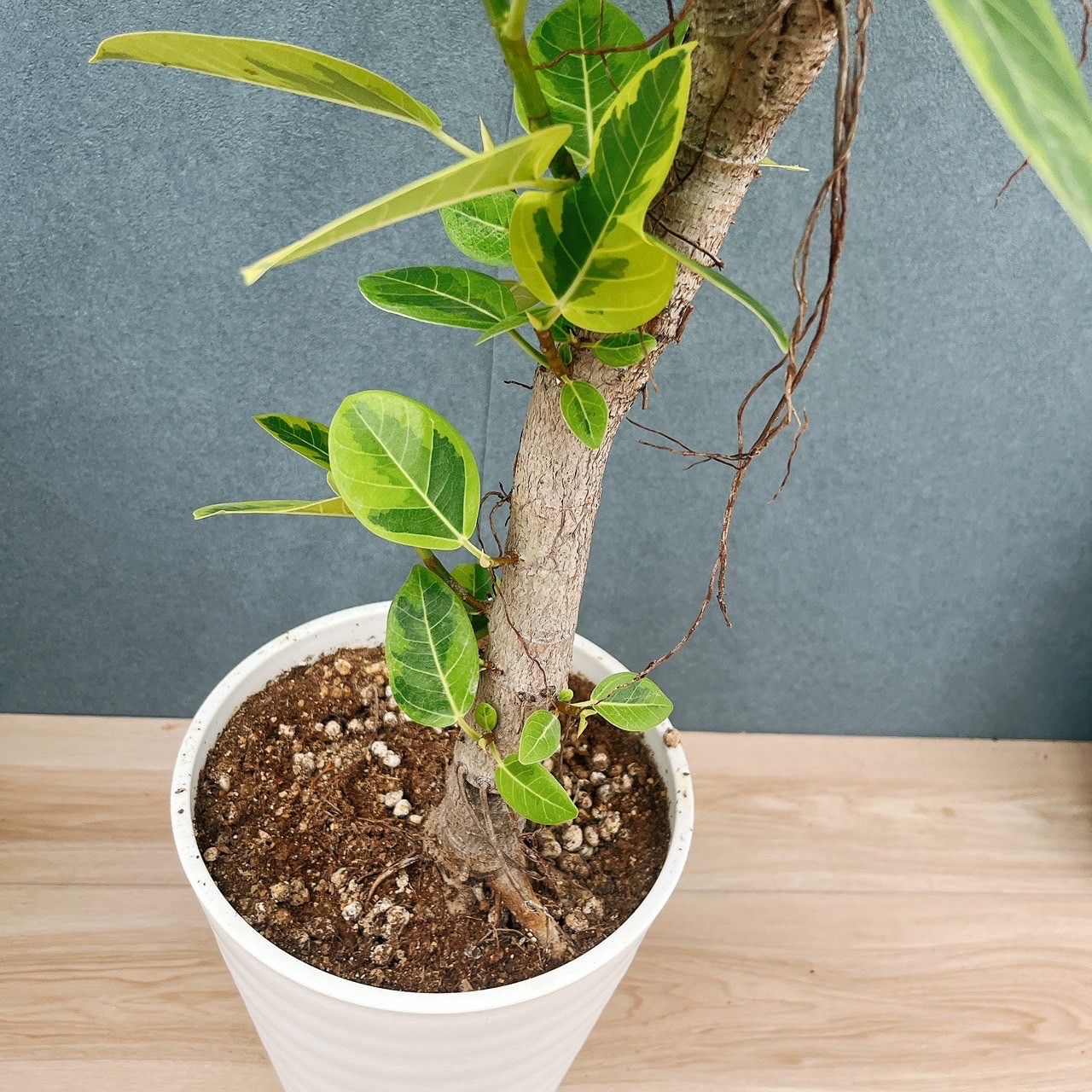 楽天市場】【30日までP2倍＋500円引クーポン配布中】観葉植物 フィカス