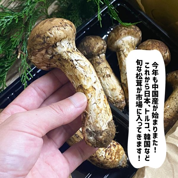 中国産 松茸 約2kg まつたけ マツタケ。