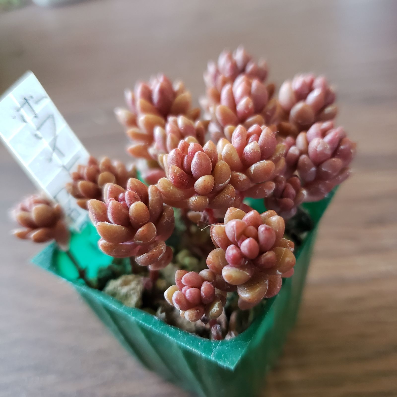 多肉植物 セダム ホワイトストーンクロプ / ホワイトストーンクロップ
