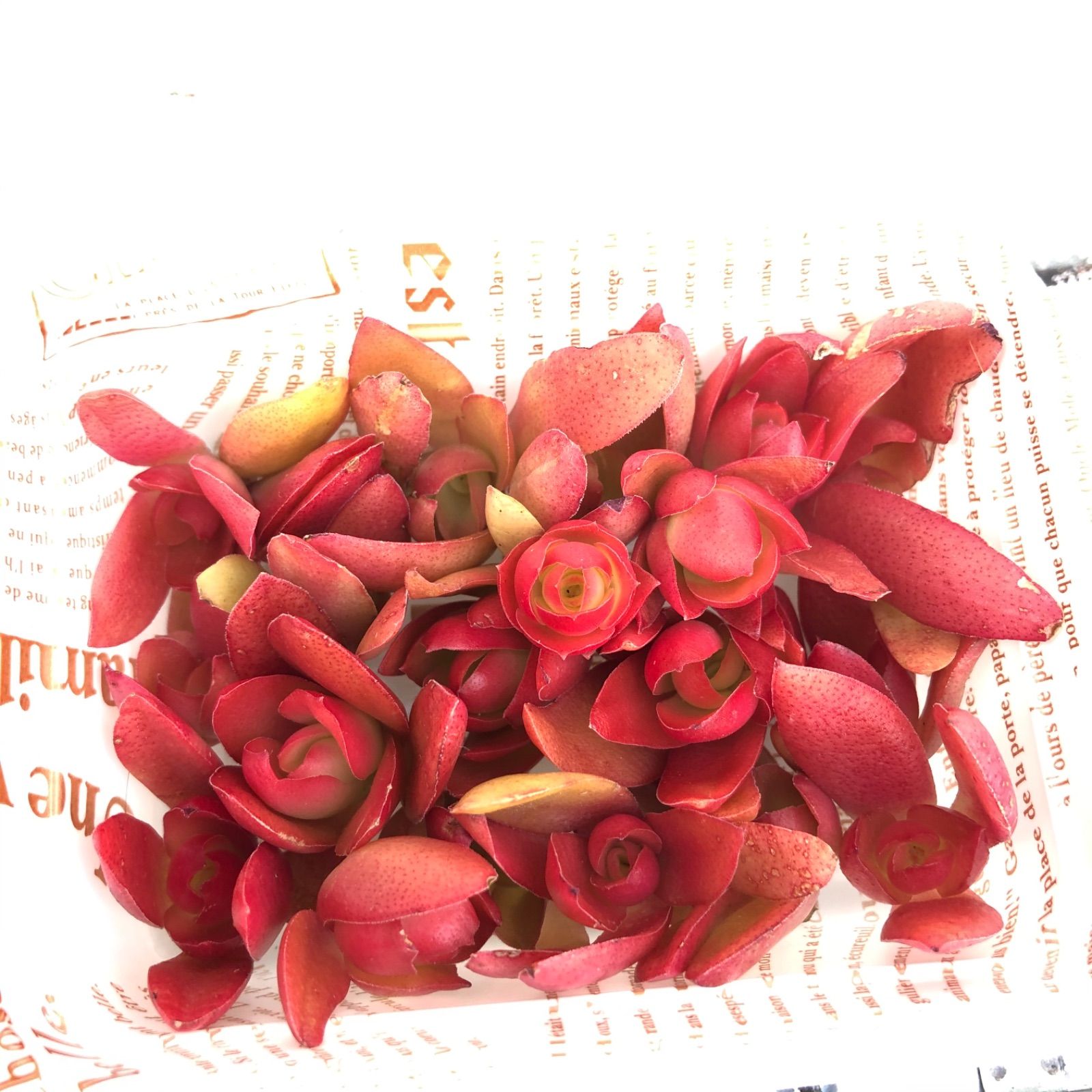 火祭りカット苗 寄せ植え 多肉植物 - メルカリ