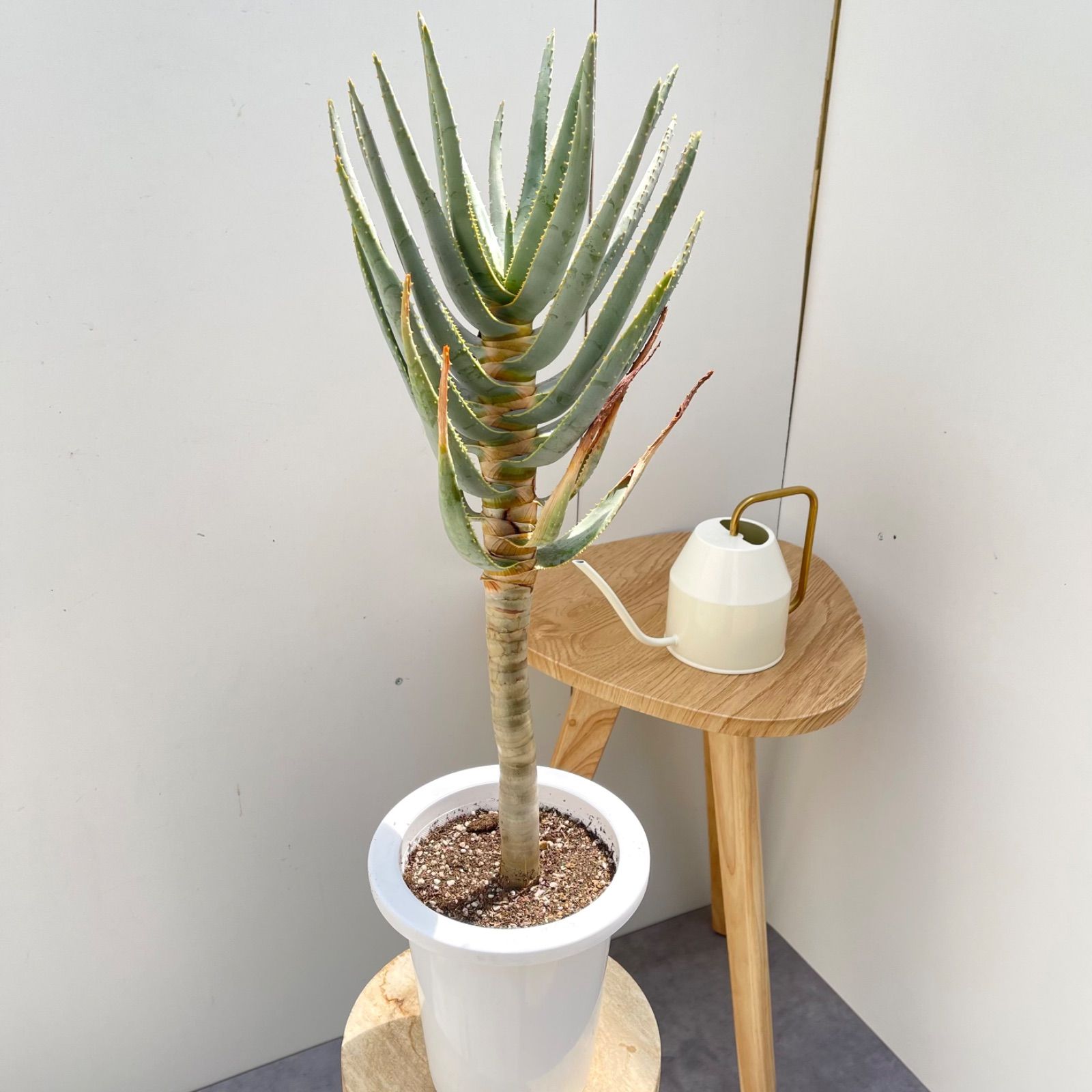 売約済※ アロエ デコトマ 【現品】観葉植物 室内 6号 2024 アロエ