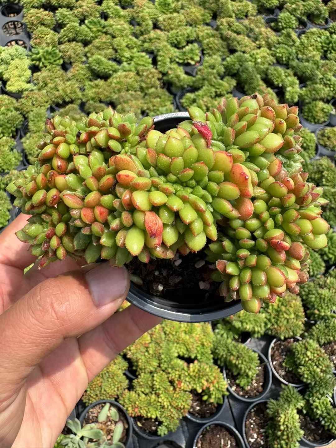 18株の抜き苗セット】リップスティック 多肉植物 佐川急便発送