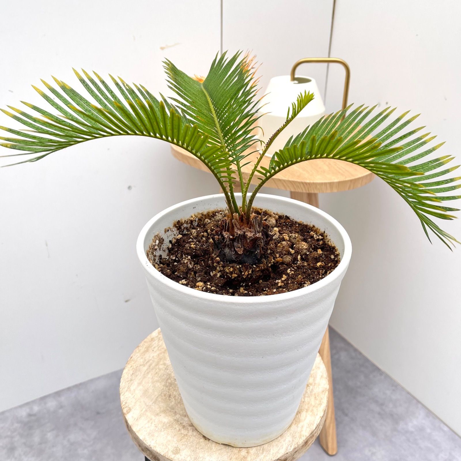 蘇鉄　金環蘇鉄　13【現品】☆希少☆ 観葉植物　ドライガーデン 蘇鉄 金環蘇鉄 13【現品】☆希少☆ 観葉植物 ドライガーデン