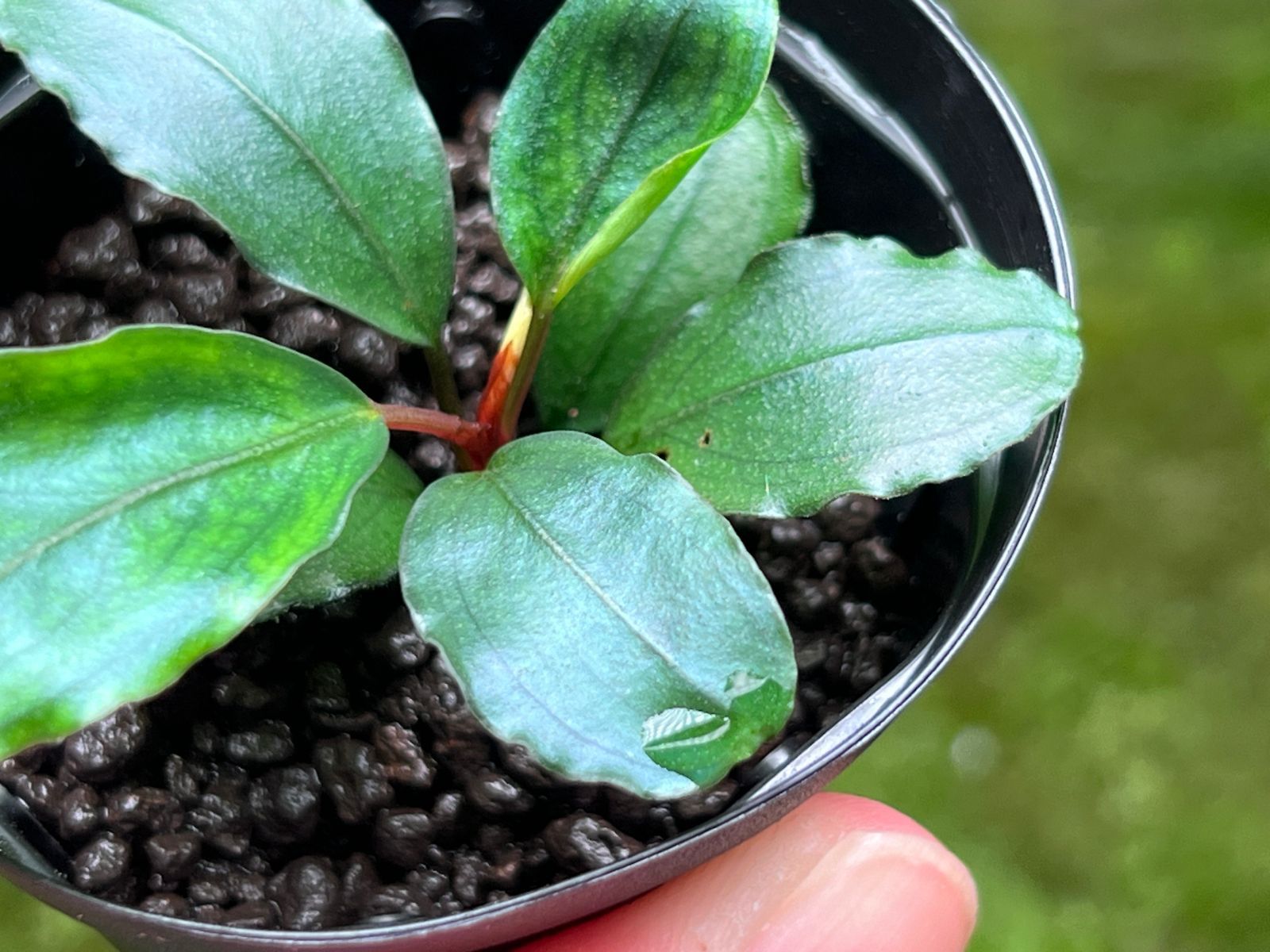 Bucephalandra sp. 