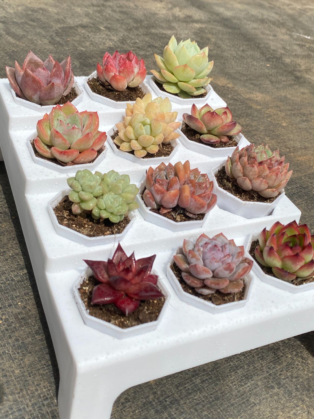 M*♡様 W603　乙女心　土鉢付き　49鉢　多肉植物 エケベリア 韓国苗 サボ 新品種♡多肉植物 韓国苗 オード - succulent Ring | minne