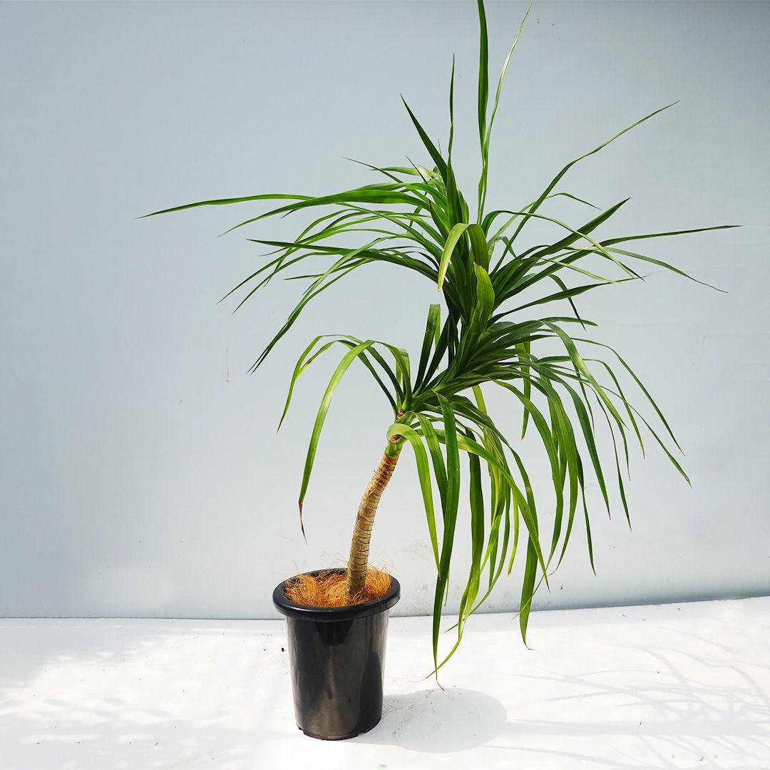 ビスマルキア ノビリス8号76cm 観葉植物 種類/ビスマルキア ノビリス