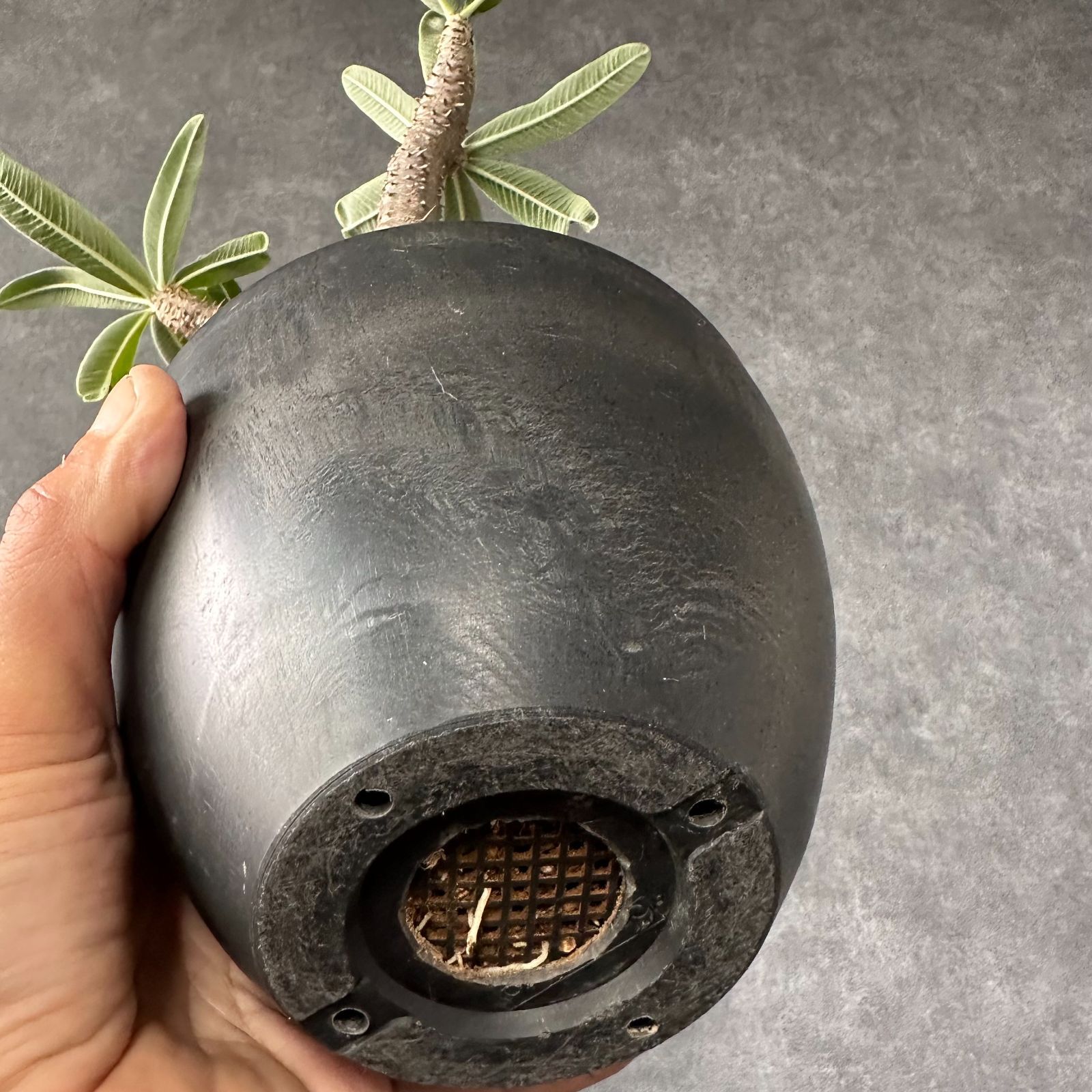 現地球・発根済L】パキポディウム グラキリス 鉢付き 塊根植物