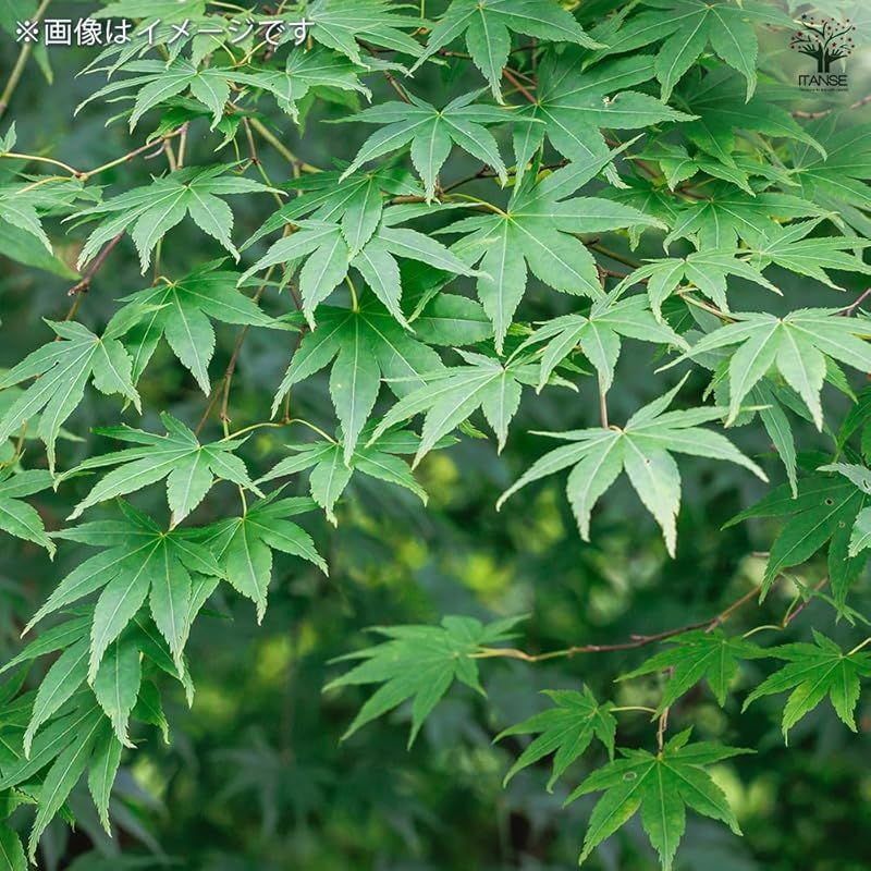 ＩＴＡＮＳＥ イロハモミジ 8号 1個売り 向け 育てやすい 品種で選べる花木苗 学名 Acer palmatum ムクロジ科 カエデ科 カエデ属 耐寒性落葉高木 別名 紅葉 紅葉 楓 かえで 言わずと知れた日本の秋を彩る紅葉樹 秋 0 WWW_GEBZETESISAT_COM_TR
