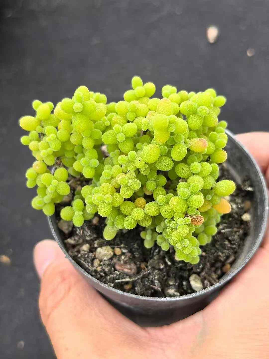 32鉢の土鉢付きセット ドロサンテマム グロボーサム 多肉植物 佐川急便発送 エケベリア 韓国苗 MY734