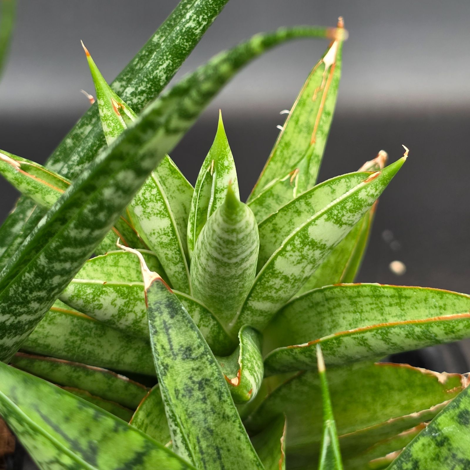 ☆S-17 希少 サンスベリア ブラケニア 斑入り 鉢ごとメルカリ発送 ☆S-17 希少 サンスベリア ブラケニア 斑入り 鉢ごとメルカリ発送