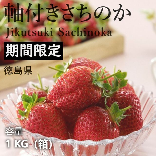 予約受付中 1月末頃より発送予定｜徳島県産 いちご 軸付きさちのか 贈呈品ランク 約1kg 1箱 百貨店に陳列 厳選フルーツ 徳島産さちのか 枝付き 軸付き収穫することで鮮度と美味しさバツグン プレゼント 果物ギフト 品質管理 冷蔵3℃～6℃管理 冷蔵配送