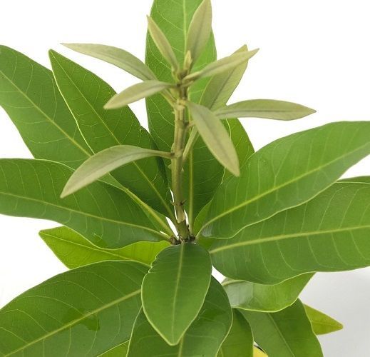 20本セット マテバシイ樹高0.5m前後10.5cmポット