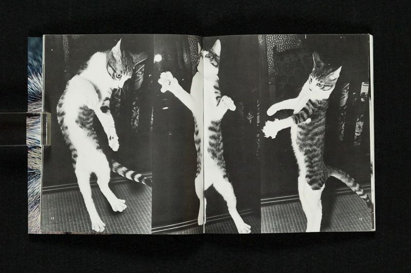 深瀬昌久　サスケ!いとしき猫よ サスケ!!いとしき猫よ(深瀬昌久 撮影・文) / 水たま書店 桜井店