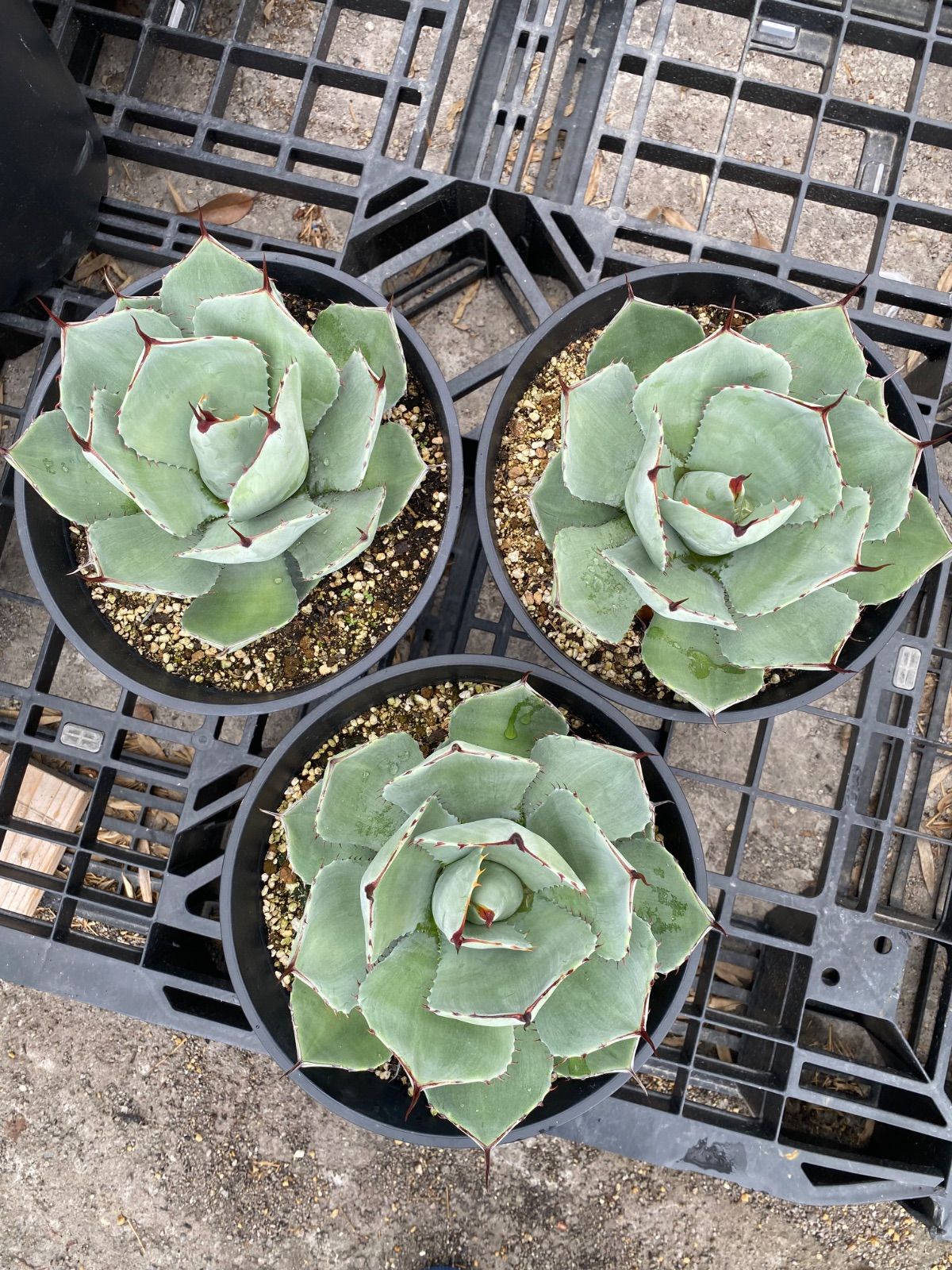 藤*原様 多肉植物・アガベ ・精品・パリートルンカータ'オリザバ' 抜き苗 藤*原様 多肉植物・アガベ ・精品・パリートルンカータ'オリザバ