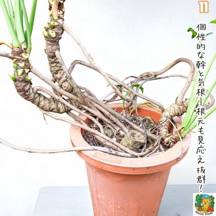 幹上がりが美しいフィロデンドロン・クッカバラ11・ 南国の雰囲気を